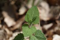 Teucrium scorodonia