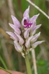Orchis simia