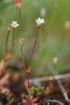 Saxifraga tridactylites