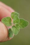 Origanum vulgare