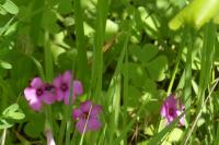 Oxalis articulata