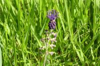 Muscari comosum