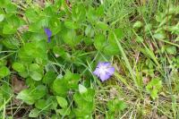 Vinca major