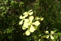 Raphanus raphanistrum