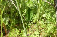 Raphanus raphanistrum