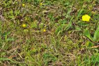 Ranunculus paludosus