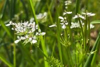 Scandix pecten-veneris