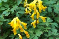 Pseudo-fumaria lutea