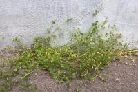 Stellaria pallida