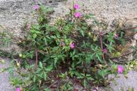 Geranium purpureum
