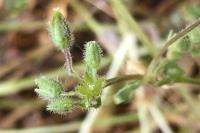Stellaria pallida
