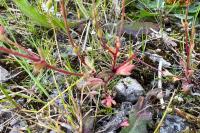 Saxifraga tridactylites