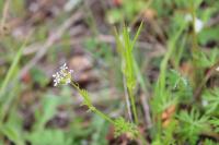 Scandix pecten-veneris