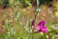 Vicia angustifolia