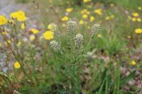 Lepidium campestre