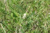 Vicia pannonica