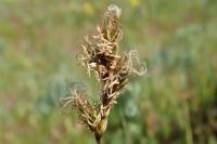 Carex colchica