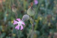 Silene conica