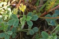 Medicago minima