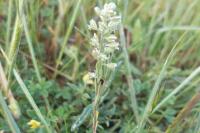 Alyssum alyssoides
