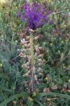 Muscari comosum
