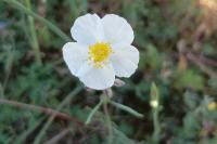 Helianthemum apenninum