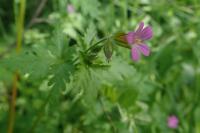 Geranium purpureum