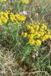 Euphorbia cyparissias