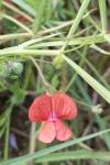 Lathyrus sphaericus