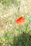 Papaver dubium