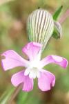 Silene conica