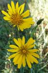 Tragopogon pratensis