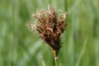 Carex praecox