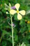 Raphanus raphanistrum