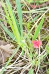 Lathyrus sphaericus