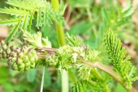 Poterium sanguisorba