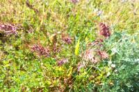 Poa bulbosa