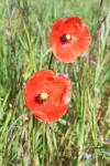 Papaver dubium