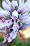 Orchis simia
