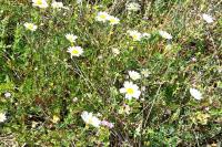 Anthemis cotula