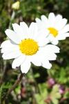Anthemis arvensis
