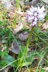 Orchis simia
