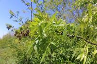 Fraxinus angustifolia