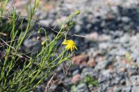 Senecio inaequidens