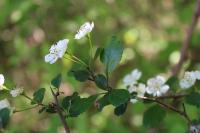 Crataegus laevigata