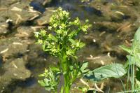 Ranunculus sceleratus