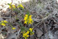 Genista anglica