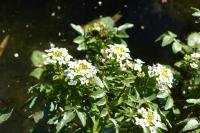 Nasturtium officinale
