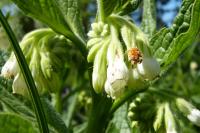Symphytum officinale