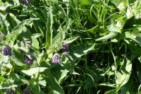 Symphytum officinale